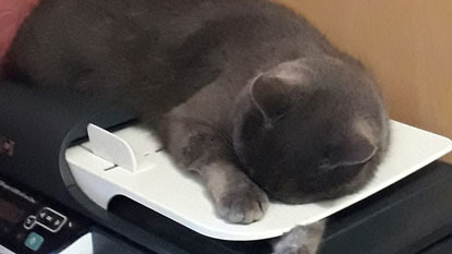 grey cat asleep on home printer