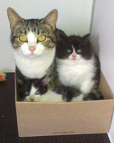 tabby cat with her black and white kittens in cardboard box