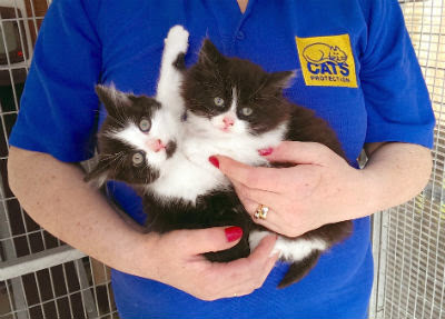 Cats Protection cat care assistant holding two black and white kittens