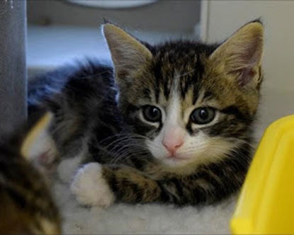 tabby and white kitten