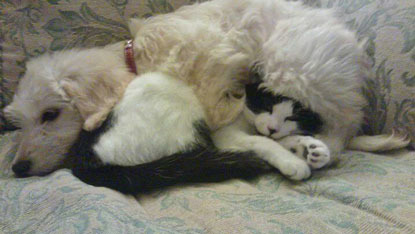 black and white cat asleep under a white dog