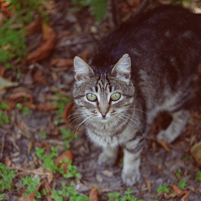 tabby cat standing on leaves and foliage