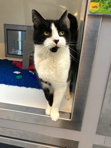 black and white cat in Cats Protection pen