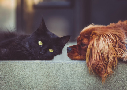 how dogs and cats are different