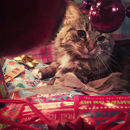 tabby cat sitting on Christmas presents under a Christmas tree