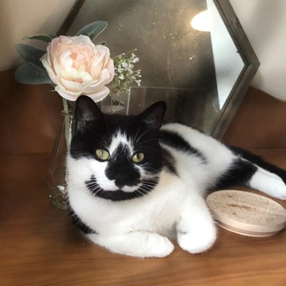 black and white cat on dressing table