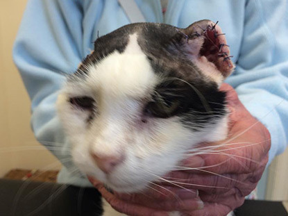 black and white cat with ears removed