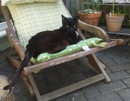 black cat on garden deckchair