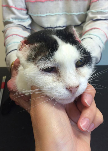 black and white cat with ears removed in surgery