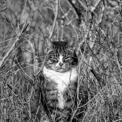 black and white photo of tabby and white cat in long grass