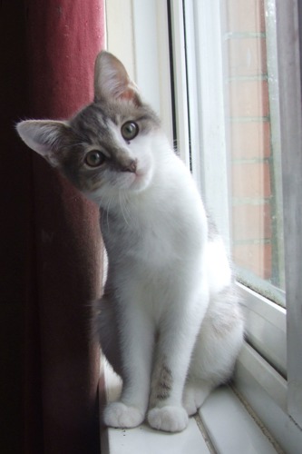 tabby and white kitten sitting on windowsill