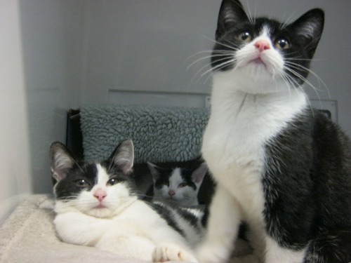 black and white kittens in cat adoption centre