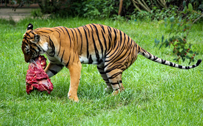 tiger eating a chunk of meat