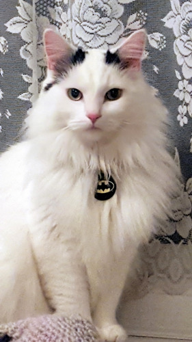 white and black cat wearing Batman cat collar