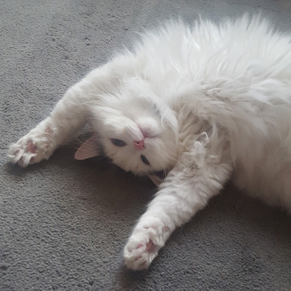 white longhair cat lying on back with paws in the air