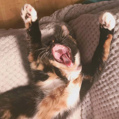 calico cat stretched out yawning