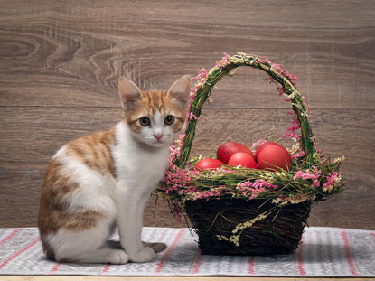 ginger and white kitten next to basket of Easter eggs