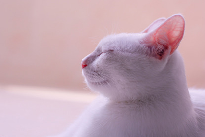 side profile of white cat with eyes closed