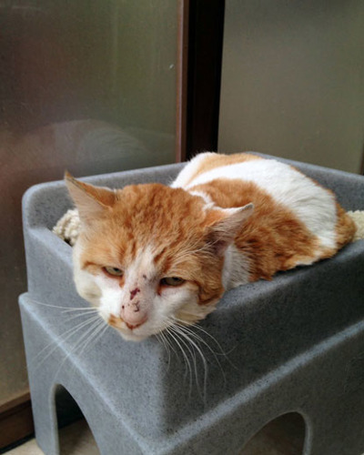 ginger and white cat with scratches on face after fighting sitting in cat tower