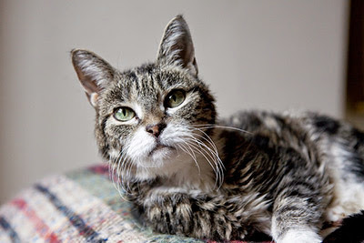 elderly tabby cat lying on gingham blanket