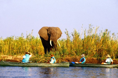 four people in canoes by a wild elephant