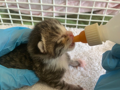 tabby newborn kitten being bottle fed by a human