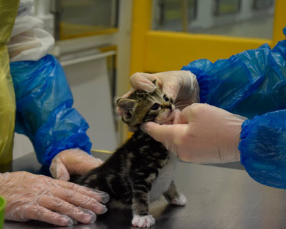 tabby cat having a vet check up