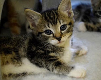 tabby and white kitten