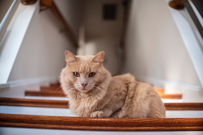 long haired ginger cat sitting on stairs
