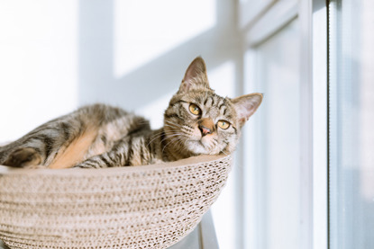 tabby cat sitting in basket next to window