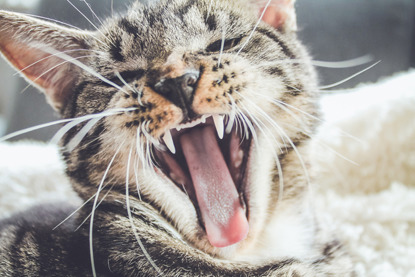 tabby cat with mouth open and tongue showing