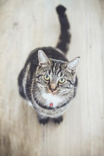 tabby cat looking up at camera