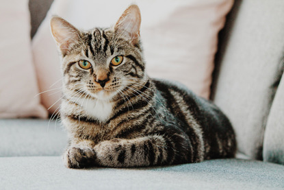 tabby cat laying on sofa