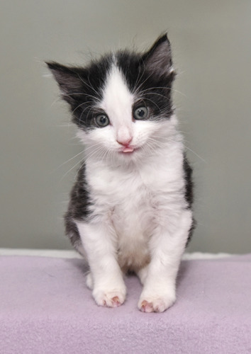 black and white kitten with Syndactylism sticking tongue out