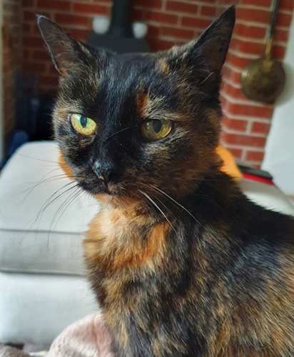 Tortoiseshell cat