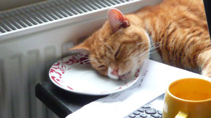 ginger cat fallen asleep with face on plate