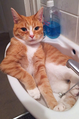 ginger cat sitting in bathroom sink