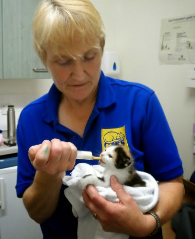 woman with short blonde hair bottle feeding a tortoiseshell kitten