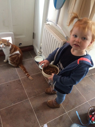 redhead toddler holding cat food bowl for ginger and white cat
