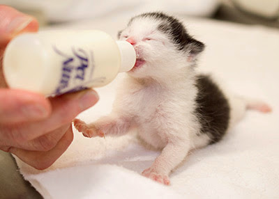bottle feeding black and white newborn kitten