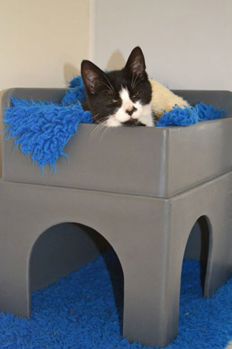 black and cat lying in cat hide bed