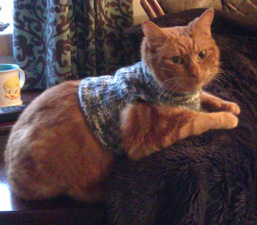 ginger cat in medical jumper