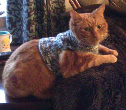 ginger cat wearing medical jumper