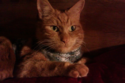ginger cat wearing wooly jumper