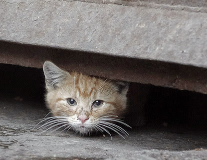 ginger feral cat