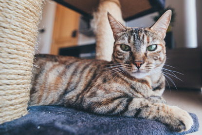 tabby cat lying next to scratch post