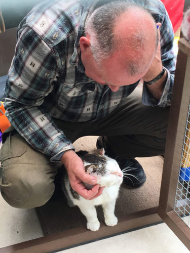 white tabby cat having ear scratched by man
