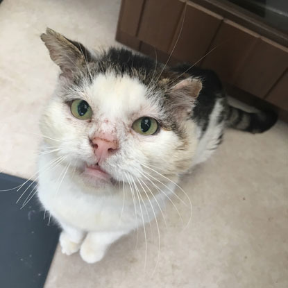 tabby and white male cat looking up at camera