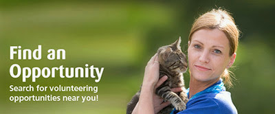 find an opportunity banner - woman holding tabby cat