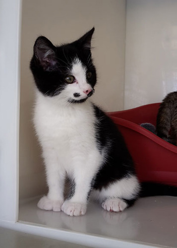 black and white kitten in shelter pen